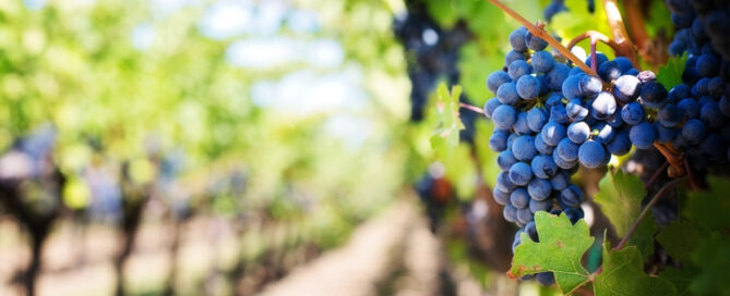 nisko wiszące owoce w e-commerce